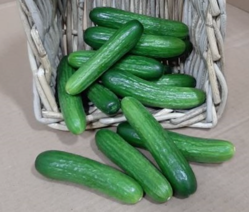 Cucumbers - Mini
