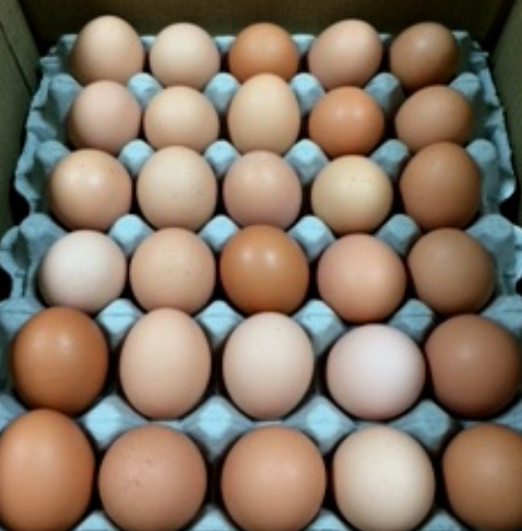 Eggs - Flats - Medium