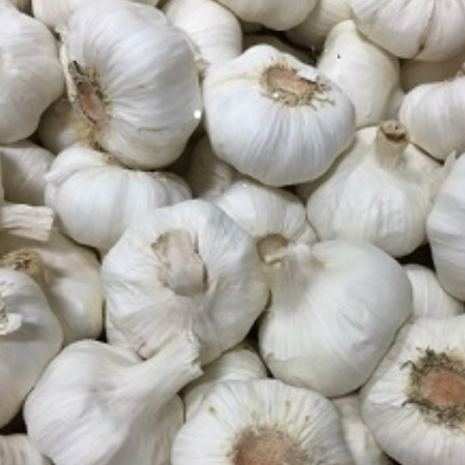 Garlic - Organic