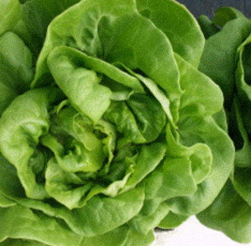 Lettuce - Green Butterleaf